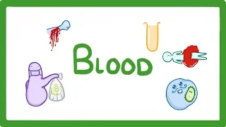 GCSE Biology - What Is Blood Made of? / What Does Blood Do?  #25