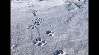 CPW confirms latest wolf pack sighting in northwest Colorado