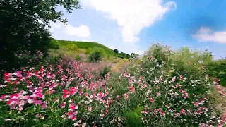 Flying over California Wild Flowers - FPV Cinematic Drone Video