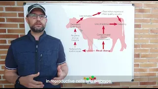 Effects of Heat Stress on Reproduction