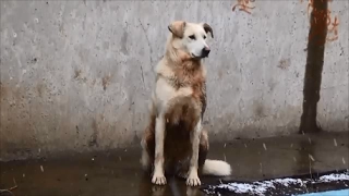 РОЛИК ПАМЯТИ ЛЭЙЛЫ