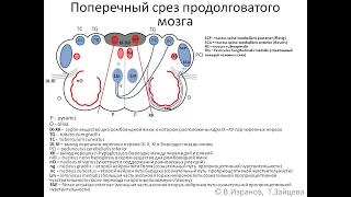 Продолговатый мозг: анимационная схема