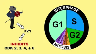 p53 Tumour Suppressor and MDM2