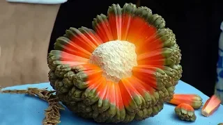 STRANGE Fruits You've Never Heard Of!