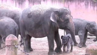 Elefantenbabys im Erlebnis-Zoo Hannover 2016