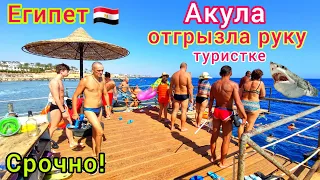 Акула ПОРВАЛА туристку в Египте 🇪🇬 УЖАС на пляже отеля ВОЗЛЕ Шарм эль Шейха❗️ Важные НОВОСТИ 2023