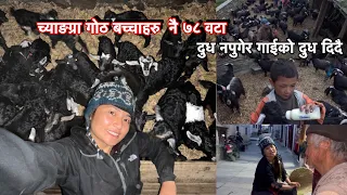 च्याङग्रा गोठ मा ७८ वटा बच्चाहरुलाई दुध नपुगेर गाईको दुध दिदै । नेपाली गुन्द्रुक  बनाउने तरिका नौंलो