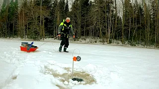 ЗАКРЫЛ СЕЗОН ЗИМНЕЙ РЫБАЛКИ В КАРЕЛИИ НА ЛЕСНОМ ОЗЕРЕ. НАЧАЛСЯ ВЕСЕННИЙ ЖОР