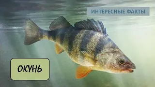 ОКУНЬ🐟/Рыбы/Животные/Интересные факты