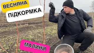 ПіДКОРМКА малини весною🌱Як підживити малину навесні🧐Підвищення врожаю малини.🍓