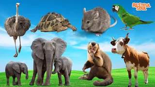 Cute Little Farm Animal Sounds: Ostrich, Turtle, Mouse, Parrot, Elephant, Monkey - Animal Moments