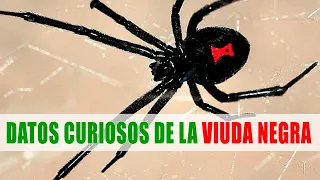 Viuda negra (Latrodectus mactans) | Datos curiosos de animales