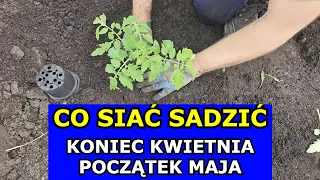 KONIECZNIE Wysiej Sadź te Warzywa Koniec Kwietnia Maj. Co siać sadzić w Kwietniu Kalendarz Ogrodnika