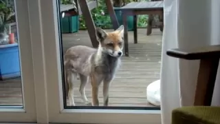 Friendly Fox