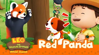 The PANDA is caught RED-HANDED! | Red Panda | Leo the Wildlife Ranger | #compilation