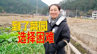 媳婦在菜園發愁，不知道吃什麼，看看最後選擇什麼 | When we got to the vegetable garden! Don't know what vegetables to choose