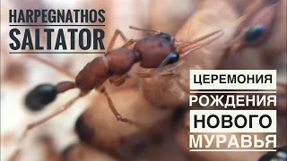 Церемония рождения нового муравья Harpegnathos saltator