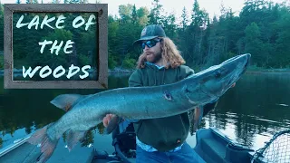 AWESOME FIGURE 8 STRIKES!!!! MUSKY FISHING!!!