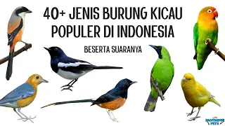 40+ Jenis Burung Kicau Populer di Indonesia, beserta suaranya