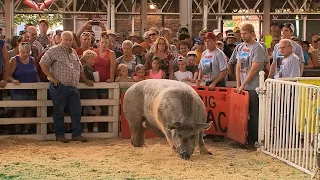 Big Animals | Iowa State Fair 2015