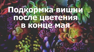 Подкормка вишни после цветения в конце мая