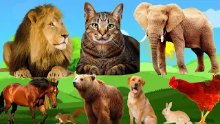 LOVELY ANIMALS, the Activities of Familiar Animals, elephants, lion, birds, cat, Owl - Animal Sounds