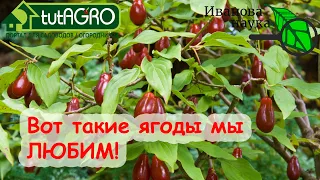 ЧУДО-ЯГОДА ДЛЯ ВАШЕГО ЗДОРОВЬЯ: без хлопот, максимум урожая и пользы! Посадите кизил и не пожалеете!