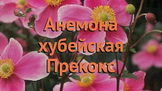 Анемона хубейская Прекокс (anemone hupehensis prekoks) 🌿 обзор: как сажать, саженцы анемоны Прекокс