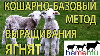 Кошарно-базовый метод выращивания ягнят. БеМеМу.