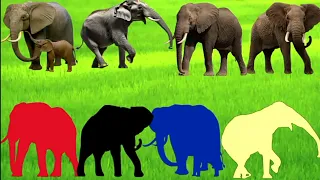 Indian animal puzzle//Indian elephant puzzle video//funny animal puzzle//cute puzzle#puzzledunia