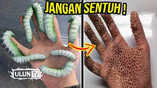 HATI HATI! 5 ULAT INI PALING BERBAHAYA DIDUNIA