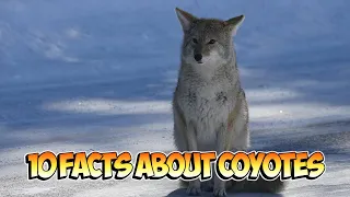 10 Facts About Coyotes