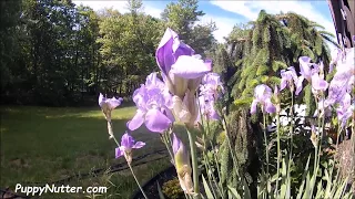 Iris Flower Opening Timelapse Video
