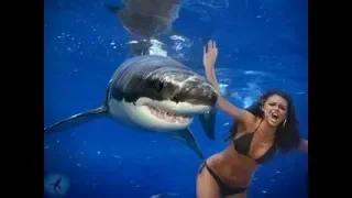 Shark attack 2018 - Акула пытается сожрать девушку-дайвера в Красном море