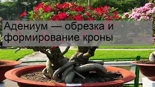 Адениум — обрезка и формирование кроны