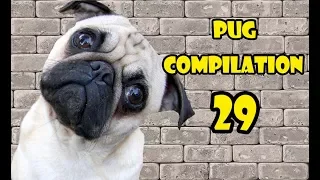 Pug Compilation 29 - Funny Dogs Compilation 2018 | Best Funny Dog Videos Ever