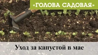 Голова садовая - Уход за капустой в мае