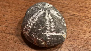 Schatzsuche auf Rügen: Fossilien an der Kreideküste sammeln