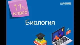 Биология. 11 класс. Понятие «Эпигенетика». Общие представления об эпигенетике /22.02.2021/