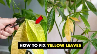 How do you fix yellow leaves on a money tree ?