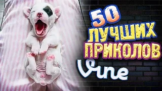 50 Best Vine! (Part - 163)