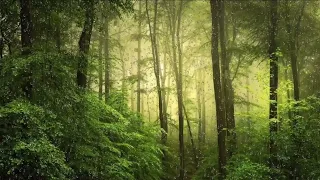 Relaxing sound of heavy raining 🌿🌿 #rainmusic  #meditationmusic