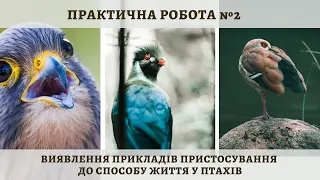 П.Р. "Виявлення прикладів пристосувань до способу життя у птахів". Екологічні групи птахів