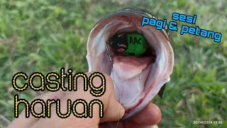 #EP1109 Pagi Petang ada Manis-manis - Casting haruan sekitar kampung