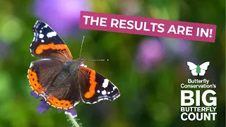 The Big Butterfly Count 2023 results are in!