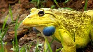 Indian Bullfrog (Hoplobatrachus tigerinus)