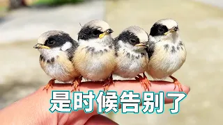 [Complete Collection of Rescue Little Panda Birds] The fast-flying bird was accidentally rescued an