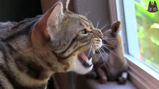 Cats Who Cackle, Chirp, and Chatter! (A Compilation)