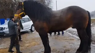 ЦЫГАНСКИЕ ЛОШАДИ🐎 ЖЕРЕБЕЦ ЗАКОН💪 КОБЫЛЫ ТЯЖЕЛОВОЗЫ👍СУПЕР!!!