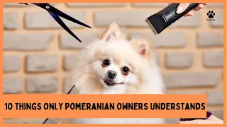 10 Things Only Pomeranian Dog Owners Understands (#5 Will Wow You!)